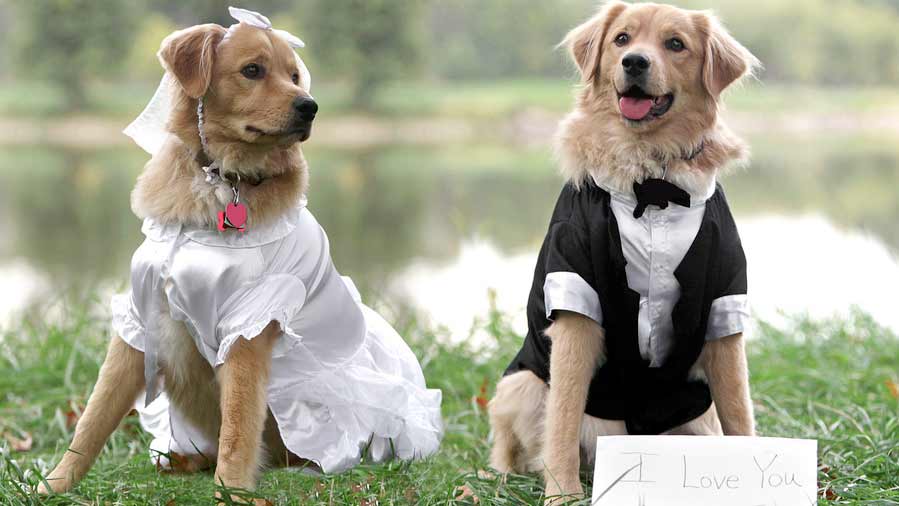 mascotas en la boda