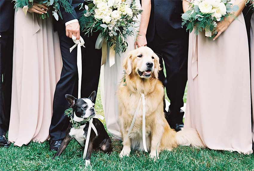 mascotas en la boda